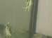 Angelfish
