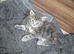 4 kittens