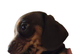 3 beautiful Mini Dachshunds.