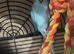 2yo Female Blue Indian Ringneck Parrot