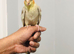 Beautiful hand tamed cinnamon cockatiels for sale.