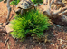 Sulcata tortoise