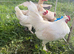 Leghorn crosses