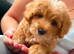Beautiful Puppies Looking for Loving Homes