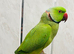 Male Ringneck talking parrot