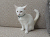 Pure white female kitten