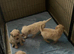 Beautiful Home Raised Golden Retriever Puppies