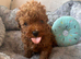 Toy poodle 1 boy left