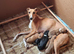KC Reg Whippet Puppies