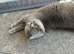 Pedigree Registered Male, CHAMPION BLOODLINE BSH