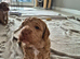 Beautiful Cockerpoo pups