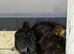 coturnix quail chicks 2 weeks old lovely mix of colours