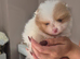 Polish x Russian teddybear Pomeranians