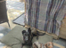 Dutch shepard looking for forever home