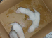 ferret kits