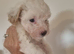 Maltipoo's 1 boy 1 girl left, rare coloured faces