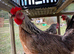 Silver Duckwings POL pullets for sale