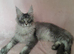Polydactyl/ Black Silver/Smoke kittens maine coonTICA reg