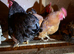 bantam cockerels