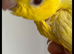 Baby handtame Lutino lineolated parakeets