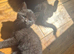Long haired Kittens looking for forever homes