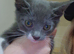 2 beautiful kittens ready now