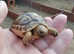 Baby Mediterranean Hermanns & Spur Thigh Tortoises with full set-up