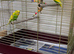 2 budgies and cage