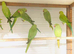Beautiful young Indian ringneck parrots for sale.