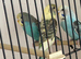 Baby budgies