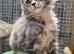 5 month old mainecoon female