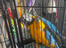 Macaw blue and gold