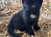 Farm kittens for sale (friendly)