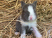 Baby Lionhead Doe for reserving