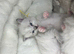 Fluffy Neva Masquerade Siberian Kittens male female