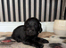 Cocker Spaniel puppies
