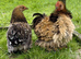 Pekin bantam pairs