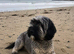 CINDY – 1 .5 YEAR OLD FEMALE SEEKING A LOVING FOREVER HOME