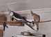 Cockatiels