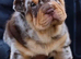 Last Puppy Remaining – Beautiful Merle Shar Pei