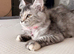 Female main coon kitten