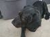Cockerpoo x Lab male to rehome
