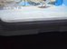 Painted quail x 6