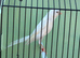 2024 very nice Persian hen