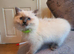 Beautiful GCCF Blue Point Ragdoll Kitten.