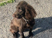 9 month old sprocker boy