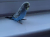 Beautiful  coloured budgies