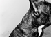 Frug puppies ready December ( ONLY GIRLS LEFT NOW)