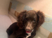 Cocker spaniel x sprocker