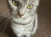 Beautiful Friendly Cat Looking For New Home
